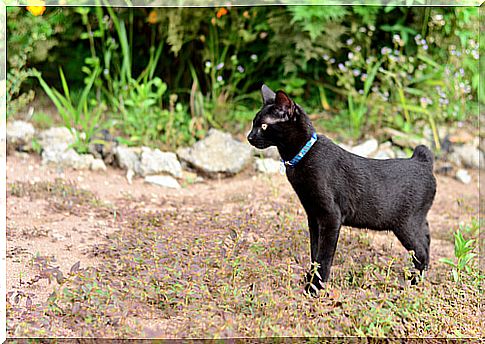 Japanese Bobtail: care and behavior