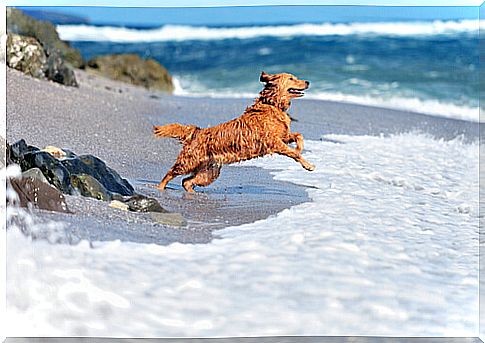 safety of your dog. beach