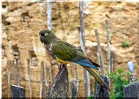 Kakapo: feeding and reproduction