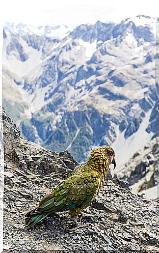 Kakapo: feeding