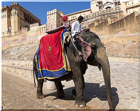 Elephants in captivity in India