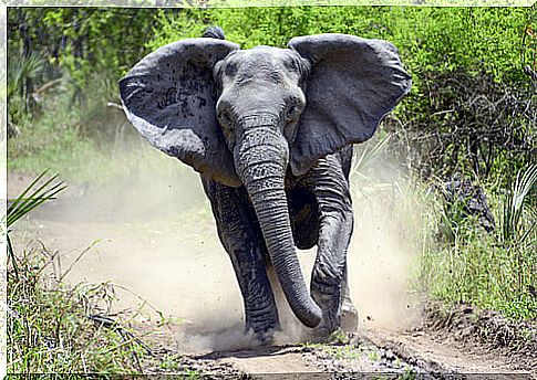 The elephant is one of the most dangerous animals in Africa