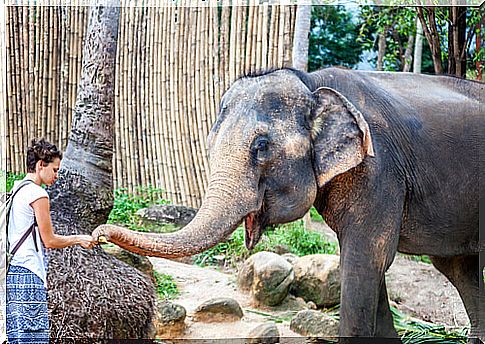 Thailand Elephant Sanctuary