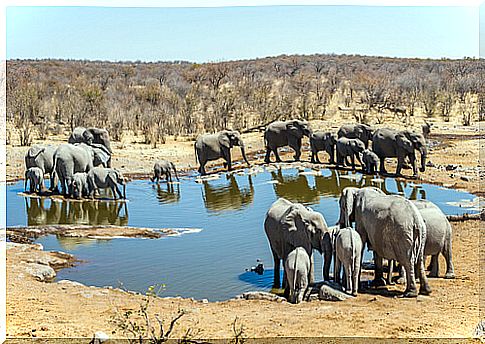 Elephants in Etosha National Park