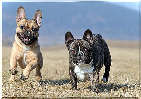 french bulldog