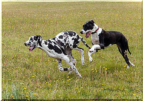 great dane dogs