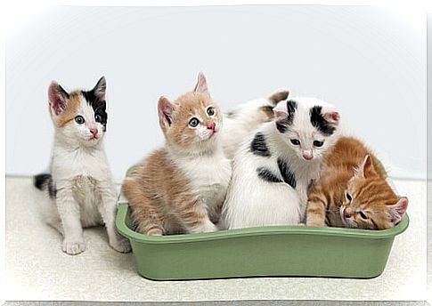 Know those advantages of biodegradable litter for cats