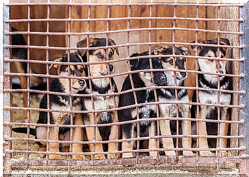 Dog puppies in cages.