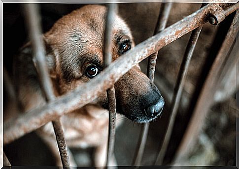 Abuse in animal shelters