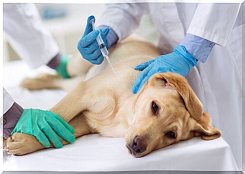 Injection for canine heartworm disease