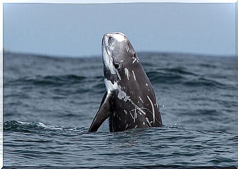 Risso's dolphin or gray pilot whale or Grampus griseus