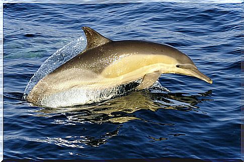 Common dolphin or Delphinus delphis