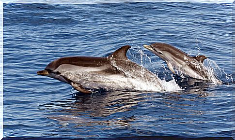 Striped dolphin or Stenella coeruleoalba