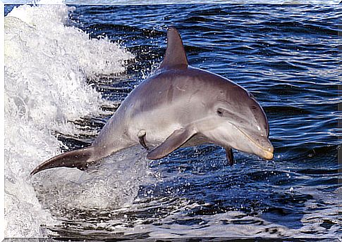 Bottlenose or bottlenose dolphin or Tursiops truncatus