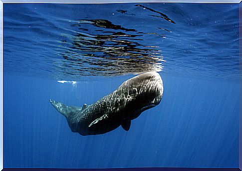 Sperm whale or Physeter macrocephalus