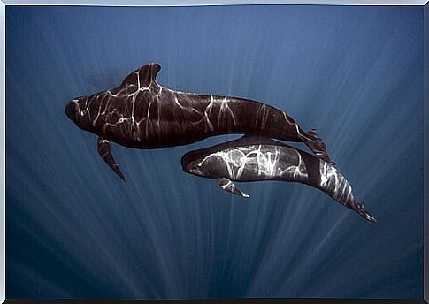 Pilot's whale or Globicephala melas