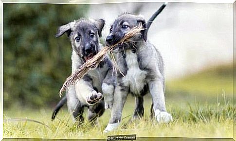 Meet the first identical dog twins