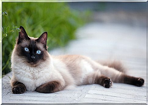 Meet the most social cat breeds