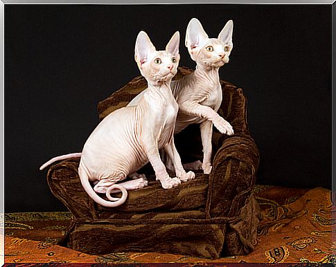 Sphynx hairless cat