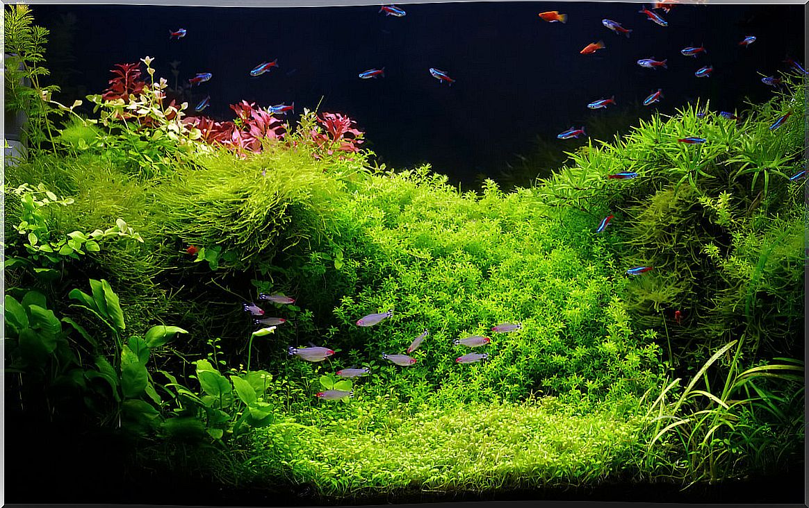 A planted aquarium.