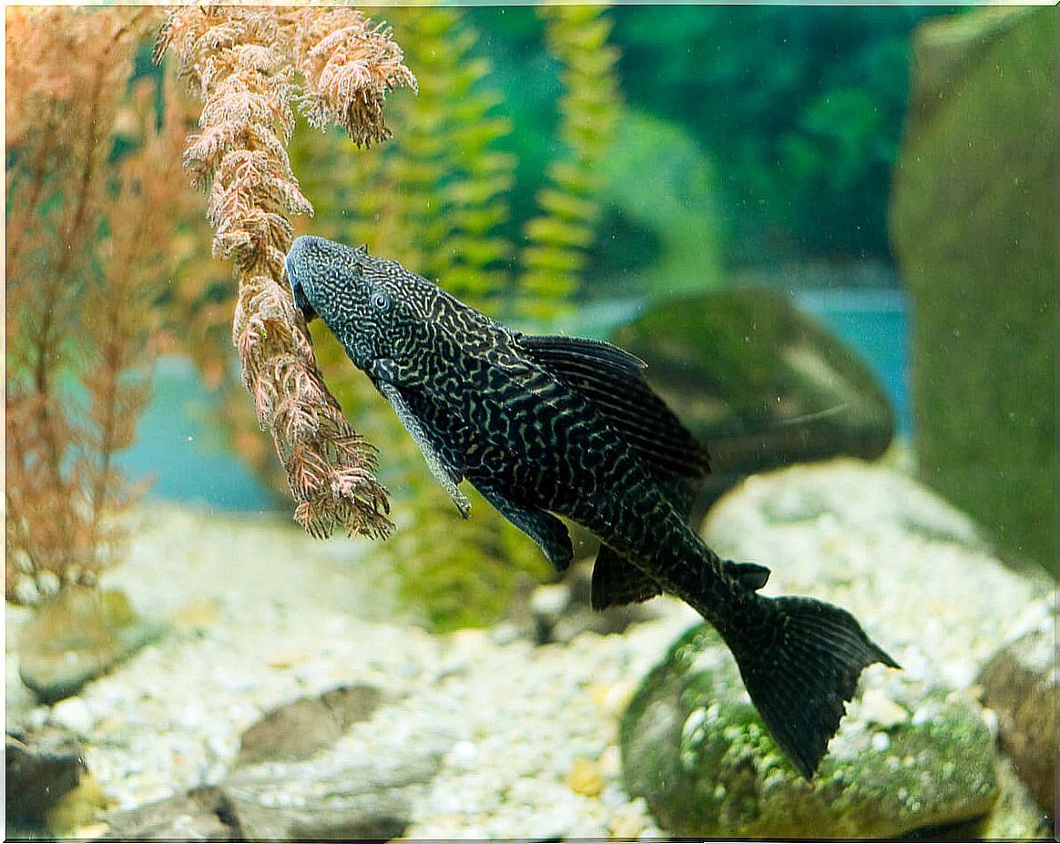 The pleco is one of the natural cleaner fish for your aquarium.