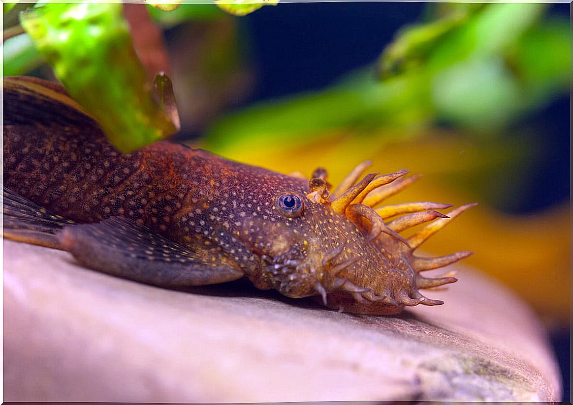 The ancistrus is another natural cleaner fish.