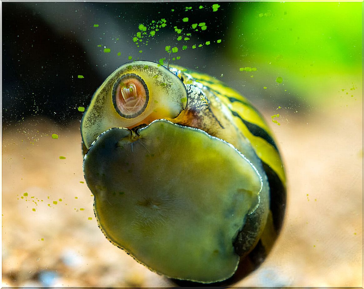 A snail eats algae.