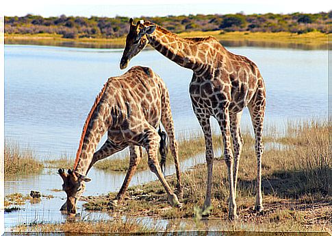 Nine species of giraffes