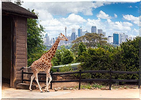 Giraffe in zoos