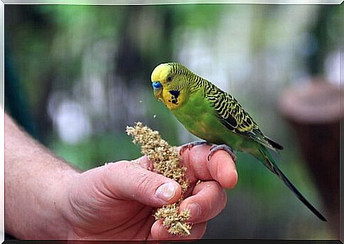 Parakeet feeding