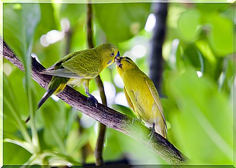 Two parakeets on a branch