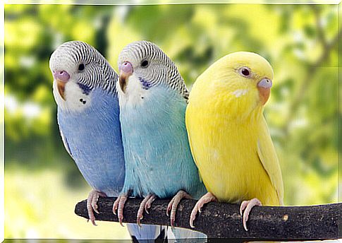 Three parakeets on a branch