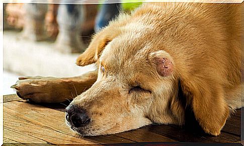 Tumor on the dog's head