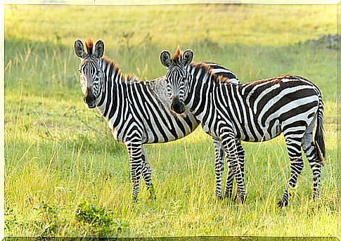 Plains zebra: characteristics and habitat