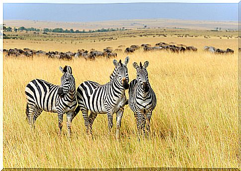 Zebra skin: what color is it?