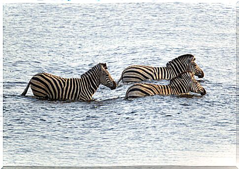 Zebra migration