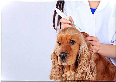 Veterinarian vaccinating a dog