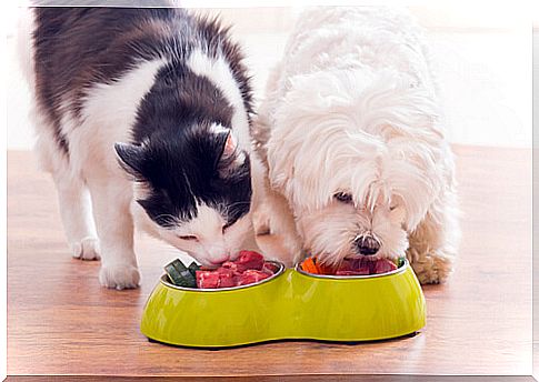 Cat and dog eating