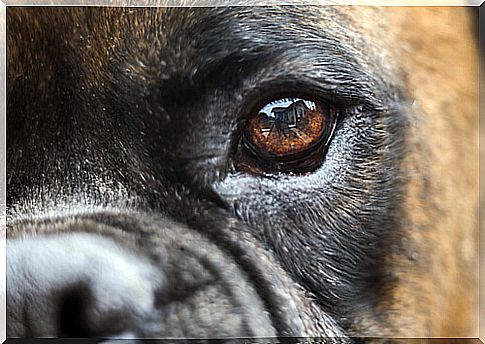 Pupil dilation in dogs