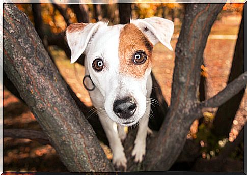 Dilated pupils in dogs: causes