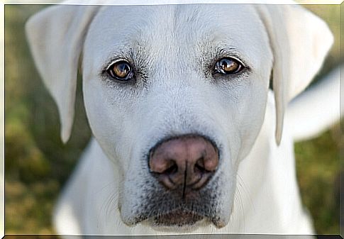 Dilated pupils in dogs: symptoms