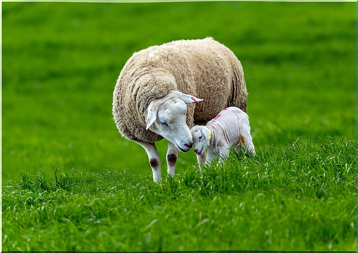 A happy sheep with a baby.