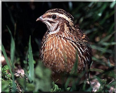 Quail farming: care and advice