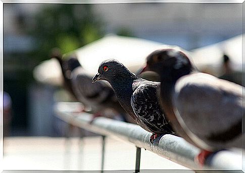 Pigeons: a plague