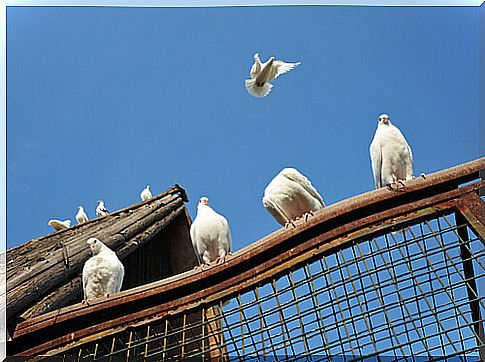 Pigeons