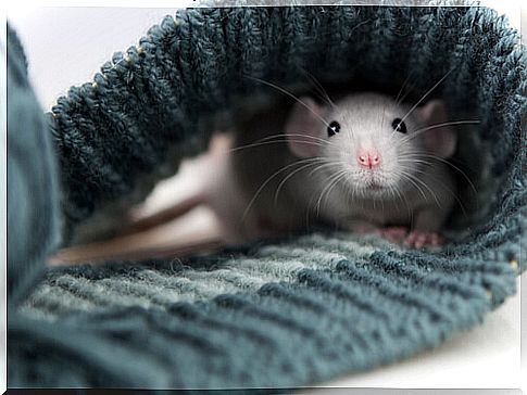 Caring for house rats