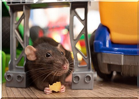 Feeding of house rats