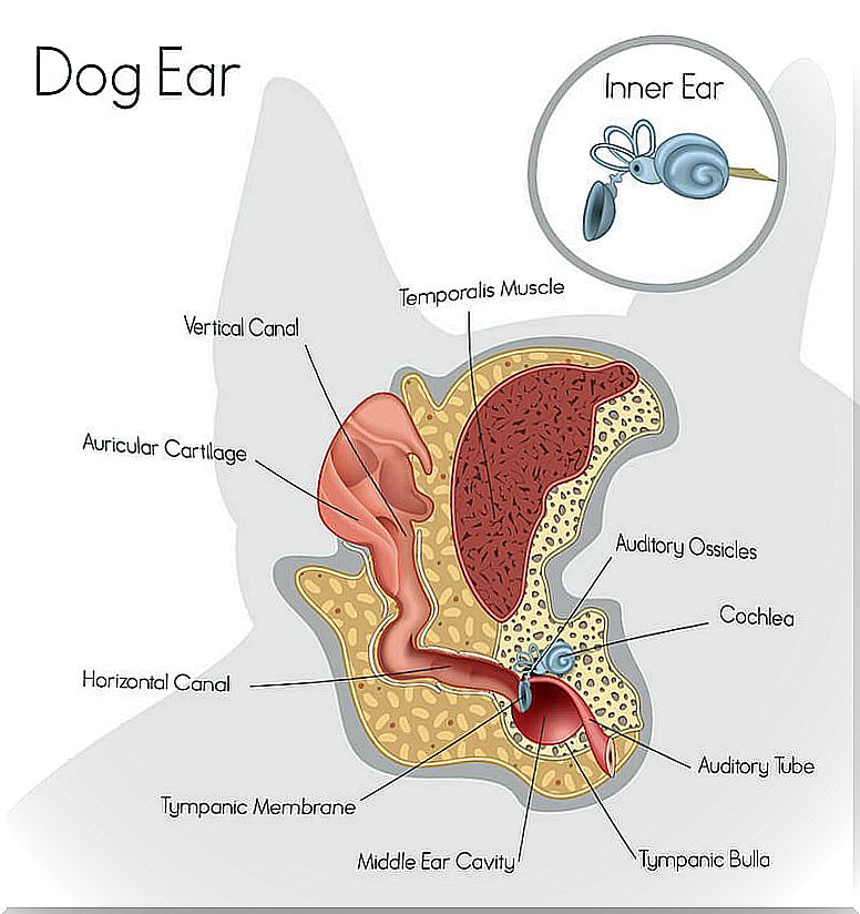 Dog ear parts