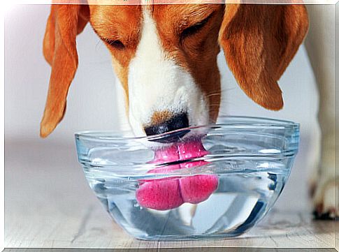 Causes why a dog drinks water excessively