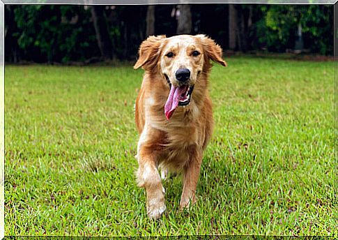 Dog running with tongue out